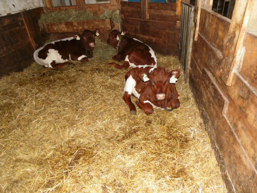 Baby- Und Kinderbauernhof Montaning Forstau (Salzburg)